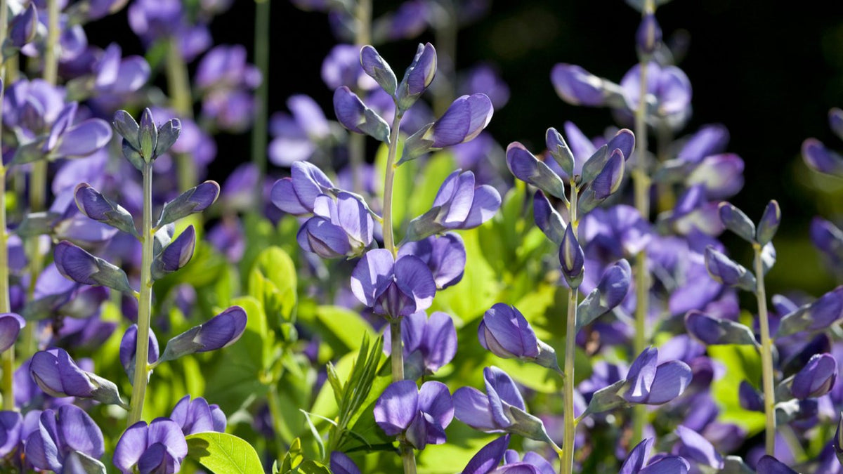 Indigo: The Living Dye also known as  Japan Blue - Herbally